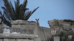  بالفيديو: قطيع من الثعالب البرية "ابن آوى" يعيش في مقبرة طاسو بمدينة يافا 
